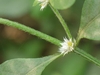 Flowers and stem