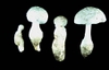 Amanita chlorinosma