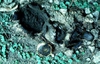 Amanita chlorinosma in ground