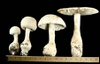 Photo of Amanita chlorinosma