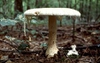 Amanita chlorinosma full