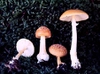 Amanita flavoconia