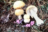 Amanita muscaria, multiple
