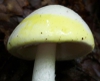 Amanita bisporigera
