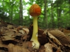 Amanita flavoconia