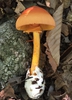 Amanita jacksonii
