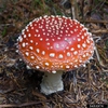 Amanita muscaria
