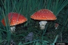 Amanita muscaira