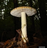 Amanita muscria