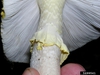 Amanita muscaria