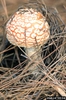 Amanita muscaria