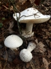 Amanita polypyramis mushroom