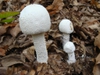 Amanita polypyramis close up