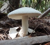Amanita polypyramis