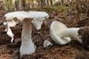 Amanita chlorinosma