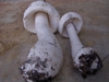 Amanita polypyramis bottom of mushroom