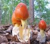 Amanita jacksonii