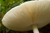 Amanita virosa