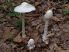 Amanita virosa