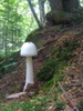 Amanita virosa