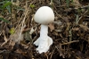 Amanita virosa