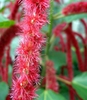 Amaranthus caudatus