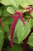 Amaranthus caudatus