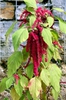 Amaranthus caudatus