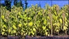 Amaranthus caudatus