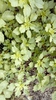 Amaranthus blitum habit