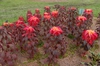 Amaranthus gangeticus