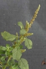 Amaranthus blitum L.