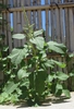 Amaranthus lividus form
