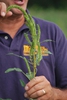 Amaranthus palmeri