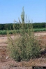 Amaranthus palmeri