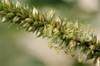 Amaranthus palmeri