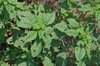 Amaranthus palmeri