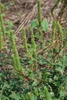 Amaranthus palmeri