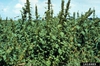 Aramanthus retroflexus