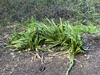 Clumps of strap-like green leaves