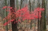 Shrub with bright scarlet foliage.