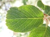 Leaf with pinnate venation. Margin dentate on distal half.