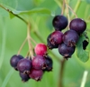 Clusters of fruits, some red, some turning purple-black.