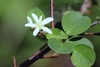 Young, broadly ovate leaves and a single, 5-petaled white flower