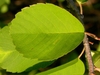 Leaf with pinnate venation. Margin dentate on distal half.