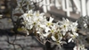 Amelanchier canadensis