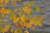 Amelanchier canadensis 