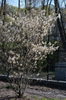 Amelanchier canadensis