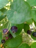 Amelanchier canadensis 