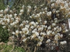 Amelanchier arborea flowers far away